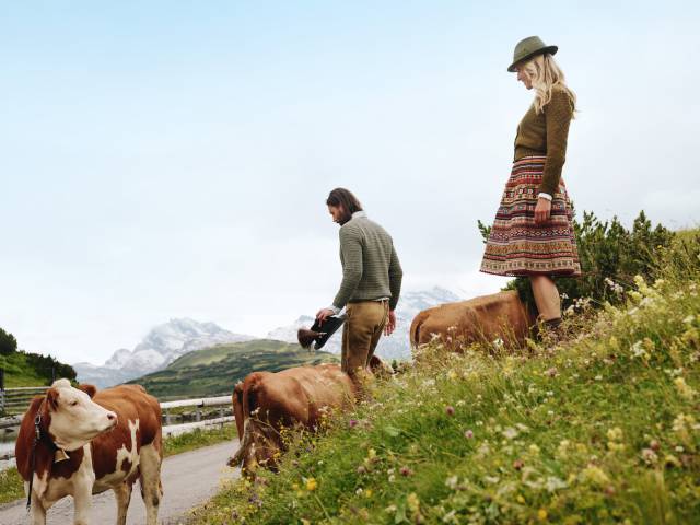 Wandern zwischen Kühen am Arlberg