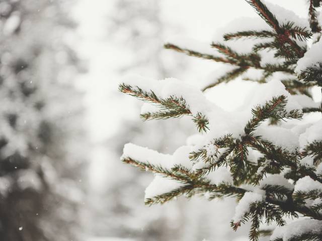 Schnee auf Tannenzweigen im Wald